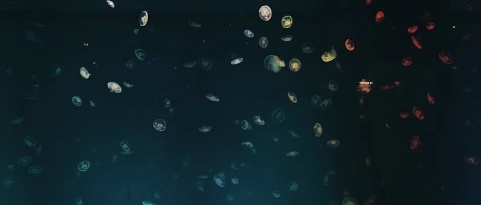 A bioluminescent jellyfish glowing in the dark depths of the ocean.