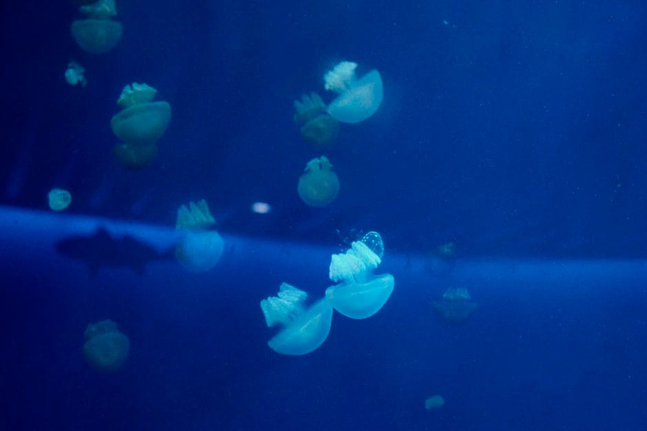 A deep-sea submersible exploring a vibrant coral reef in the dark ocean depths.